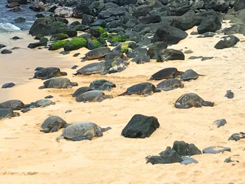 Maui: Private Halfway to Hana Tour - Exploring the Route: What to Expect