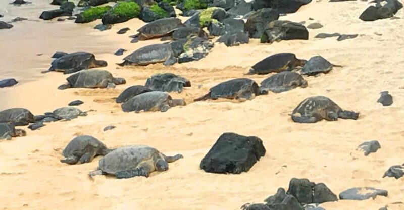 Maui: Private Halfway to Hana Tour - Price and Value Analysis