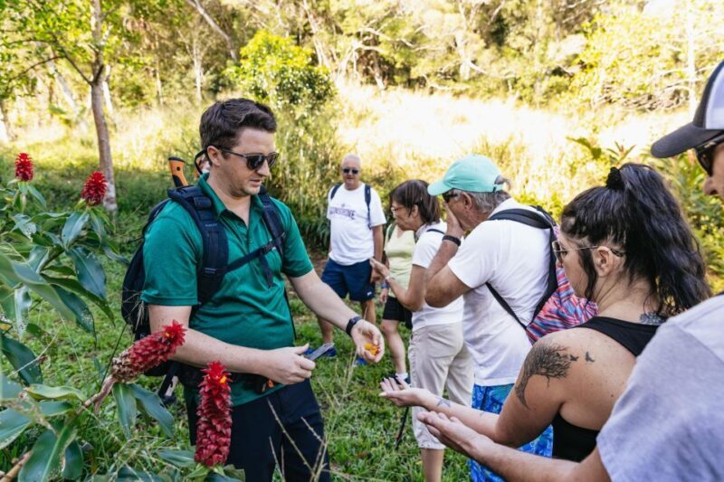 Maui: Rainforest Waterfalls Guided Hike with Picnic Lunch - The Sum Up