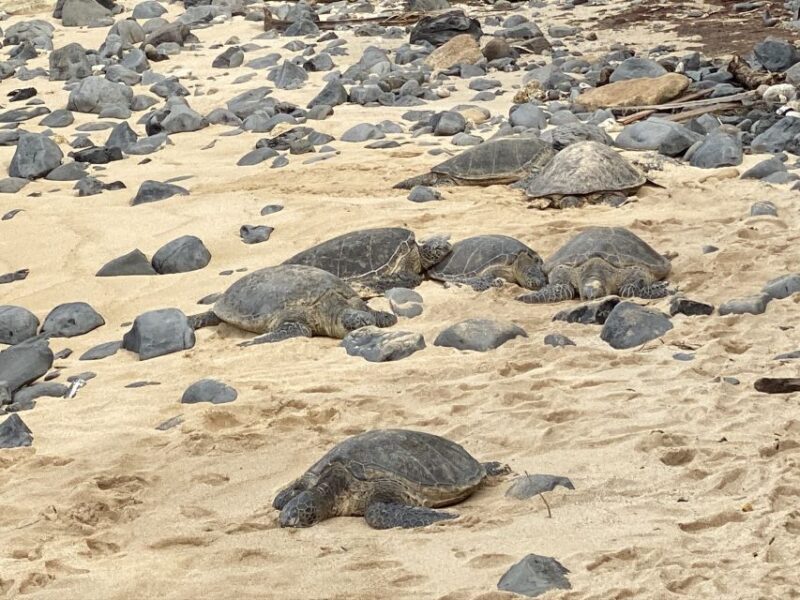 Maui: Road to Hana Private Adventure Tour with Luxury SUV - FAQ