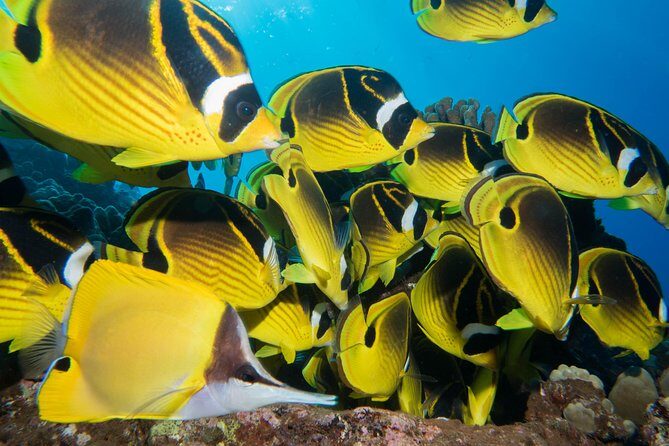 Maui Scuba Diving Introductory Lesson from Lahaina - Introduction: Why Consider this Maui Scuba Lesson?