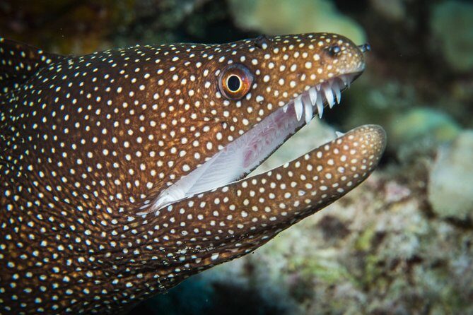 Maui Scuba Diving Introductory Lesson from Lahaina - The Value of Small-Group Instruction