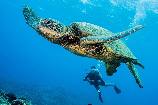 Maui Scuba Diving Introductory Lesson from Lahaina - Pricing and Value