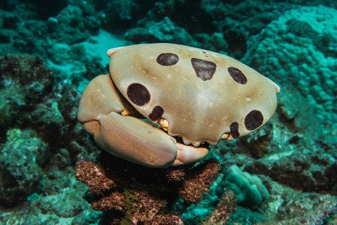 Maui Scuba Diving Introductory Lesson from Lahaina - Review Highlights: What Past Participants Say