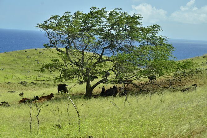 Maui Shore Excursion : Road to Hana Day Trip P/up Ka'anapali - FAQ