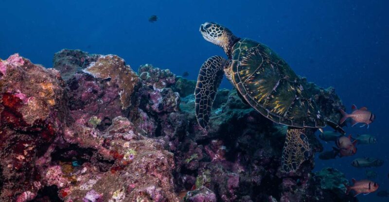 Maui: Small Group Shark & Turtle Scuba Dive from Shore - Starting Point and Logistics
