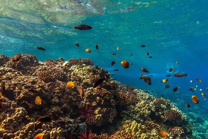 Maui Snorkel and Sunset Sail - The Sum Up