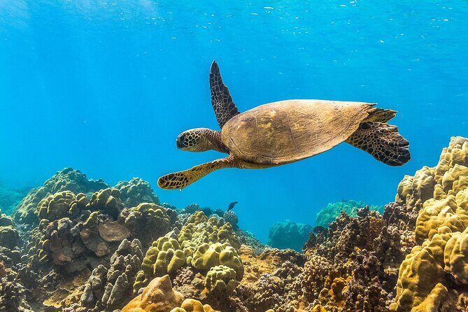 Maui Snorkel and Sunset Sail - FAQ