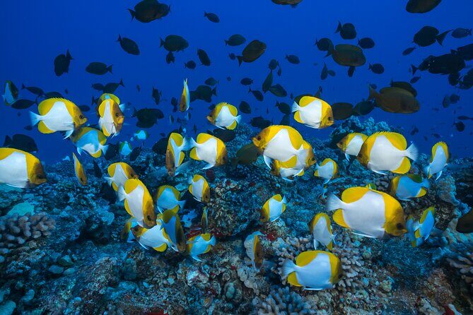 Maui Snorkel & Slide - The Downsides: What to Keep in Mind
