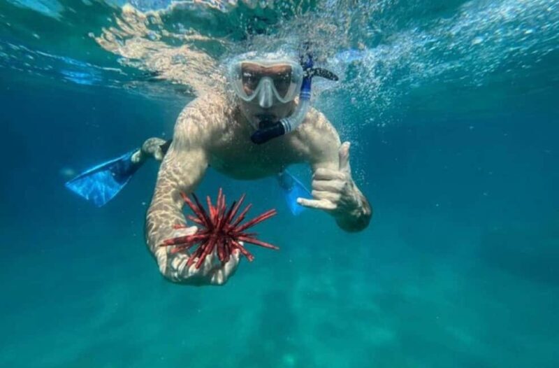 Maui: Snorkel with Turtles and Picnic Tour - What to Expect from the Maui Snorkel Tour