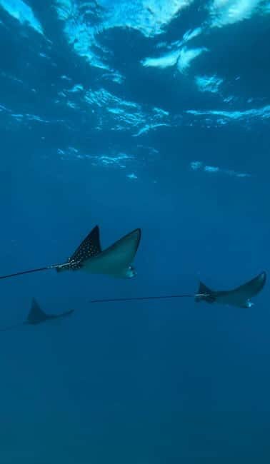 Maui: Snorkel with Turtles and Picnic Tour - The Breakdown: Itinerary and Experience