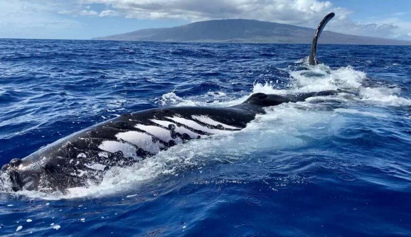 Maui: Sunrise Whale Watch - Maui: Sunrise Whale Watch - A Closer Look at an Authentic Marine Encounter