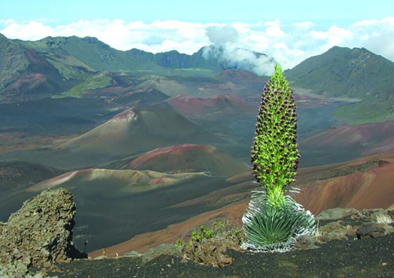 Maui: Sunset & Dinner Tour to Haleakala National Park - The Practical Side: Transport, Timing, and Comfort