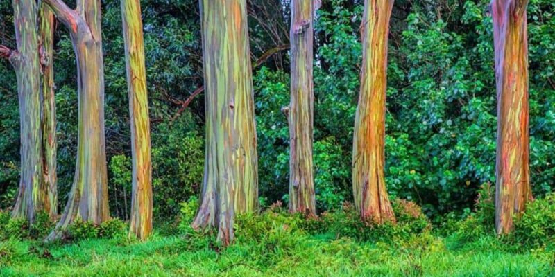 Maui: The Ultimate Road to Hana Slingshot Adventure Tour - Who Will Love This Tour?