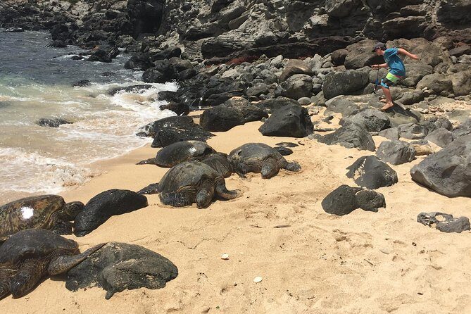Maui Tour : Road to Hana Day Trip from Lahaina with Pick-up - Timing and Pacing