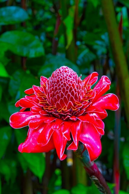 Maui Tropical Rainforest Eco Tour with Lunch - Who Would Love This Experience?