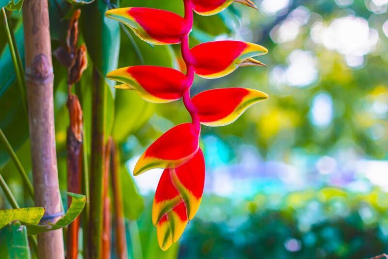 Maui Tropical Rainforest Eco Tour with Lunch - Practical Details and Final Tips