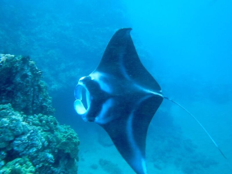 Maui: Turtle Town Kayak and Snorkel Tour - An in-depth Look at the Maui Turtle Town Kayak and Snorkel Tour