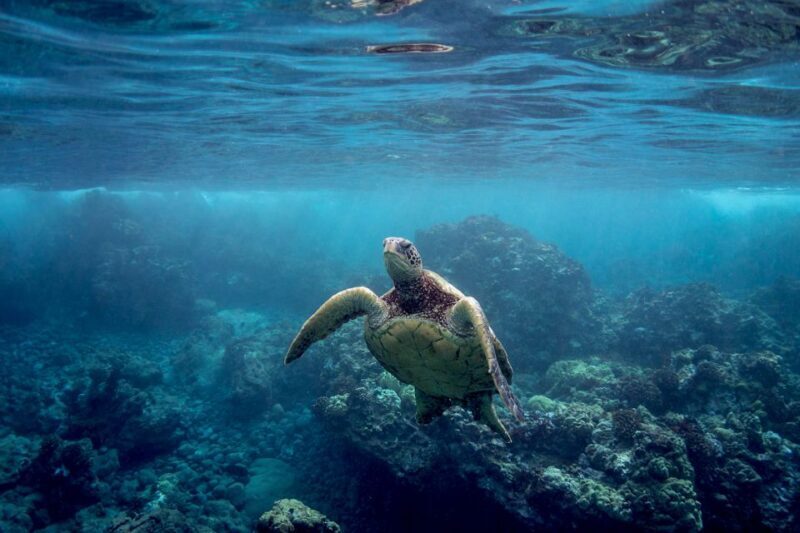 Maui: Turtle Town Kayak and Snorkel Tour - FAQ