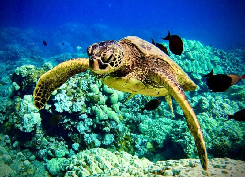 Maui: Turtle Town Snorkeling Tour with a Marine Biologist - Key Points