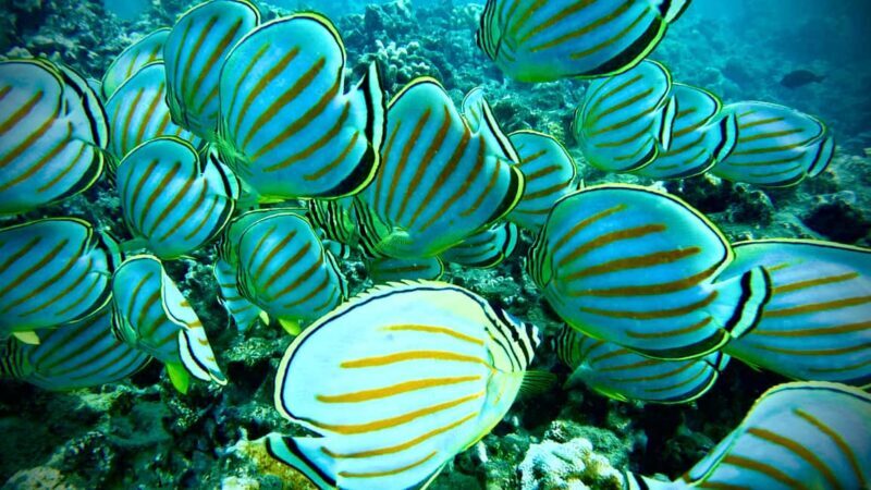 Maui: Turtle Town Snorkeling Tour with a Marine Biologist - What Does the Tour Include?