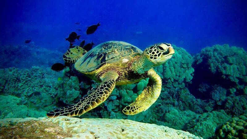 Maui: Turtle Town Snorkeling Tour with a Marine Biologist - The Itinerary: What to Expect