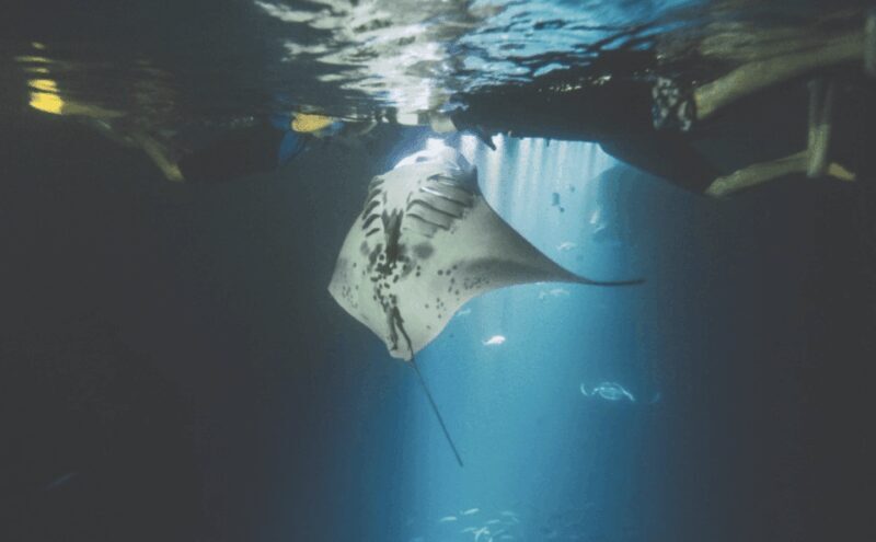 Maui: Turtle Town Sunset Glow Snorkel With Optional Photo - Marine Life and Encounters