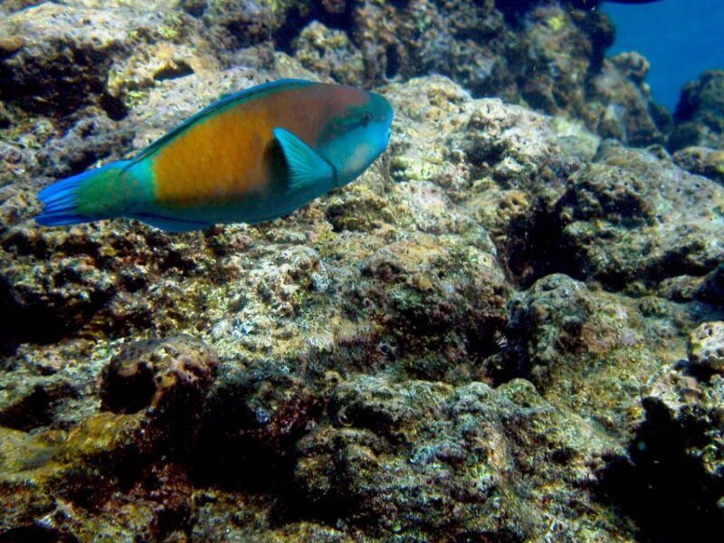 Maui: West Side Discovery Kayak & Snorkel from UKUMEHAME - An Authentic Maui Experience on Water