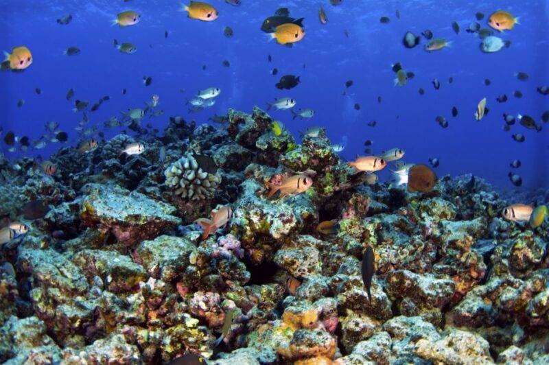 Maui: West Side Discovery Kayak & Snorkel from UKUMEHAME - The Reviewers’ Voice