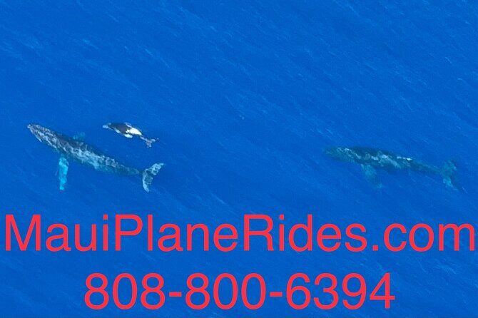 Maui Whale Watching -PRIVATE- Air Tour: (2-5 People): SEE WHALES! - The Value for Different Travelers