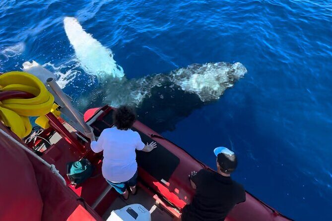 Maui Whale-Watching Tour by Raft from Kihei - An In-Depth Look at the Maui Whale-Watching Raft Tour
