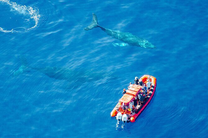 Maui Whale-Watching Tour by Raft from Kihei - FAQ
