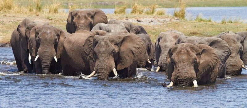Maun: 6-Day Okavango, Savuti, Chobe &Victoria Falls Tour - Practical Tips for Travelers