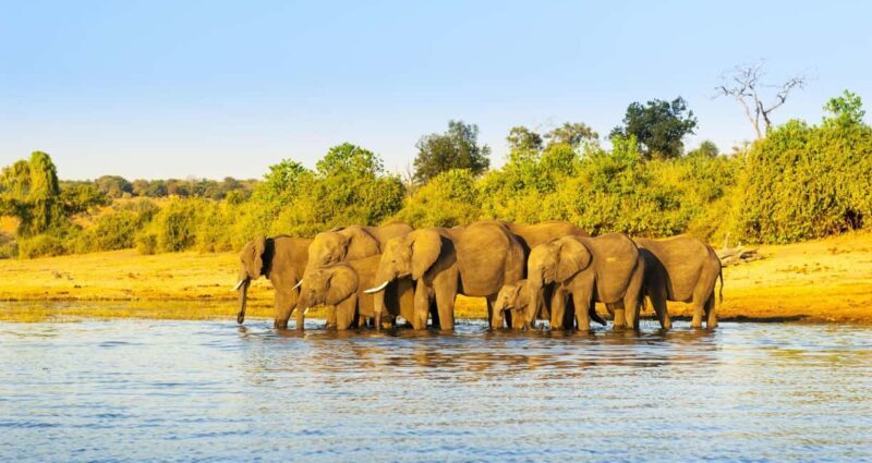 Maun: 6-Day Okavango, Savuti, Chobe &Victoria Falls Tour - The Sum Up