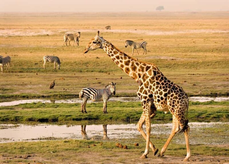Maun: 6-Day Okavango, Savuti, Chobe &Victoria Falls Tour - FAQ