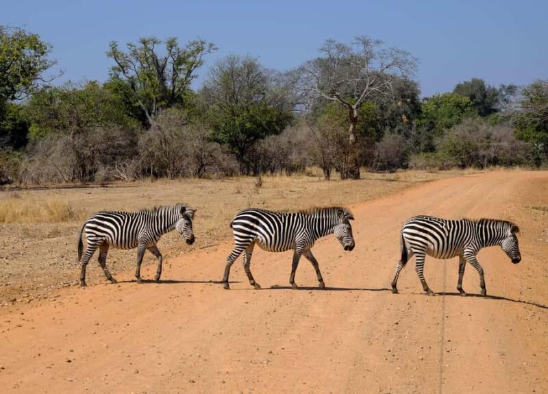 Maun: 8-Day Okavango Delta Safari with Camping - Key Points