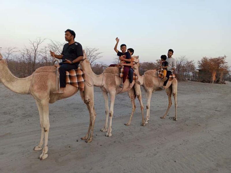 Maun, Botswana: Safari Camel Adventure - An Authentic and Relaxed Encounter in Maun