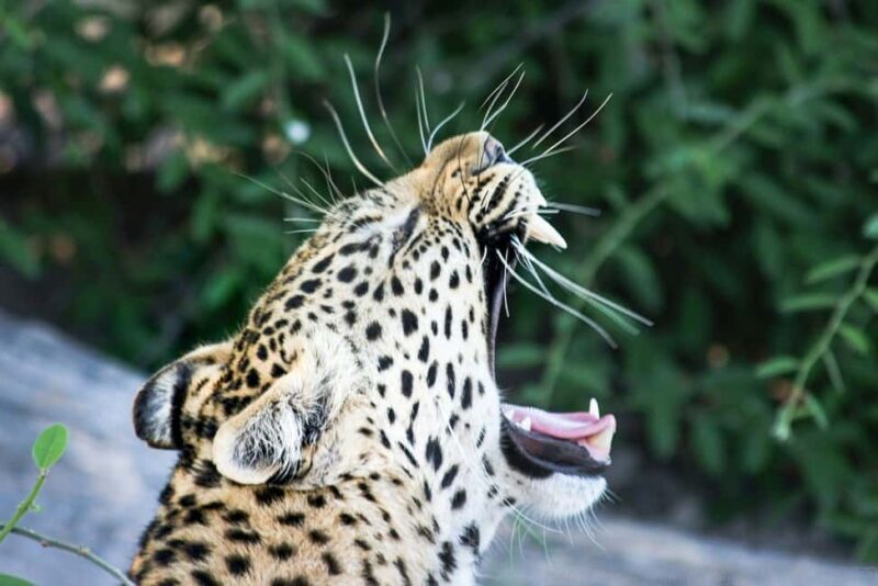 Maun Highlights Safari 3 Days/2 Nights - Key Points
