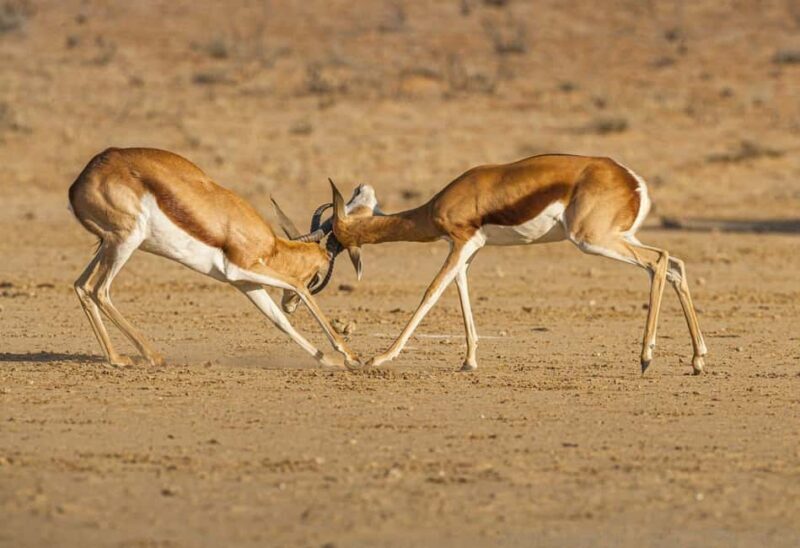 Maun Highlights Safari 3 Days/2 Nights - The Details: What’s Included and What’s Not