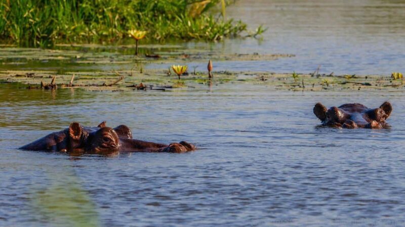 Maun Highlights Safari 3 Days/2 Nights - How to Make the Most of Your Safari Experience