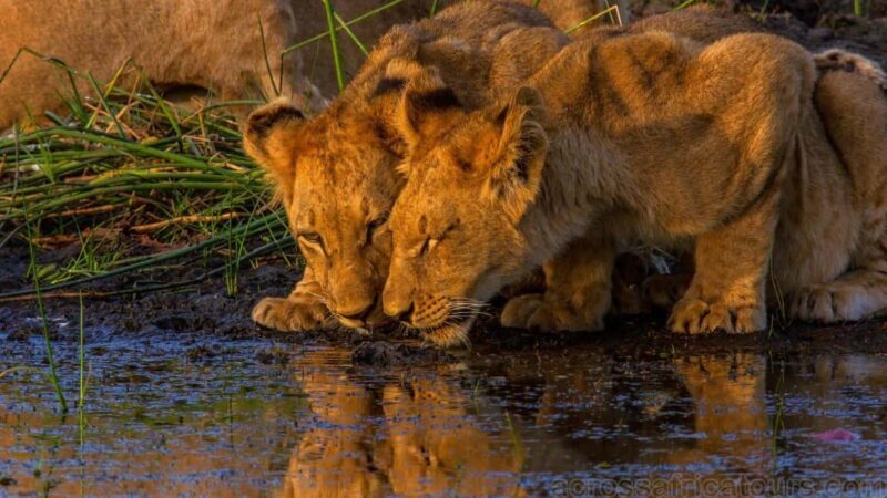 Maun Highlights Safari 3 Days/2 Nights - FAQ