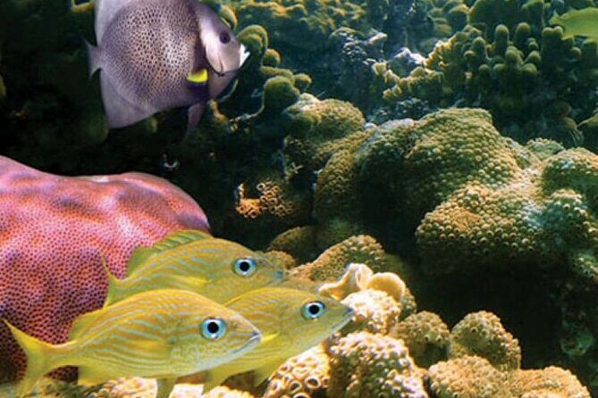 Mauna Kea 2hr One Stop Sealife Snorkel Adventure - Who Will Love This Tour?