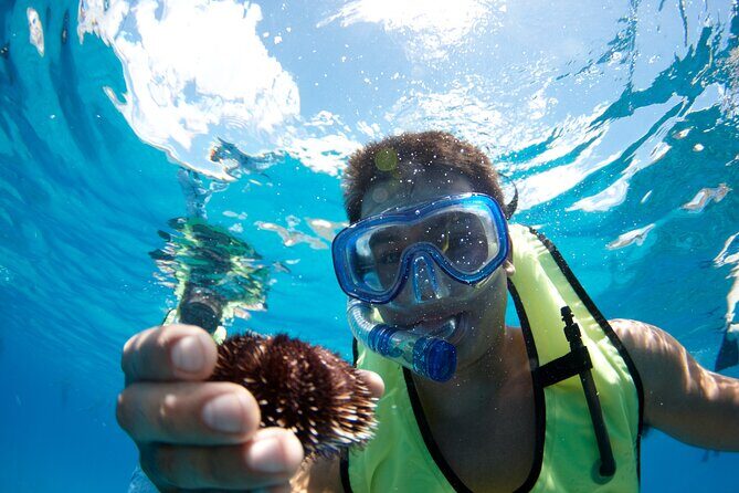 Mauna Kea 3hr Two Stop Sealife Snorkel Adventure - Introduction: Why This Snorkel Adventure Might Just Be Your Best Big Island Experience