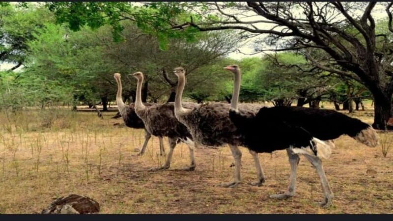 Mauritius: Casela nature parks & flic en flac beach - Animal Encounters and Bird Watching