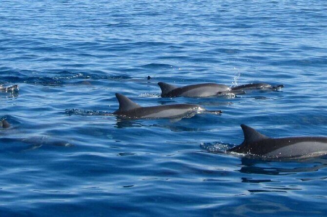 Mauritius : Dolphins Swim and Ile Aux Bénitiers with BBQ - Practical Details and Tips