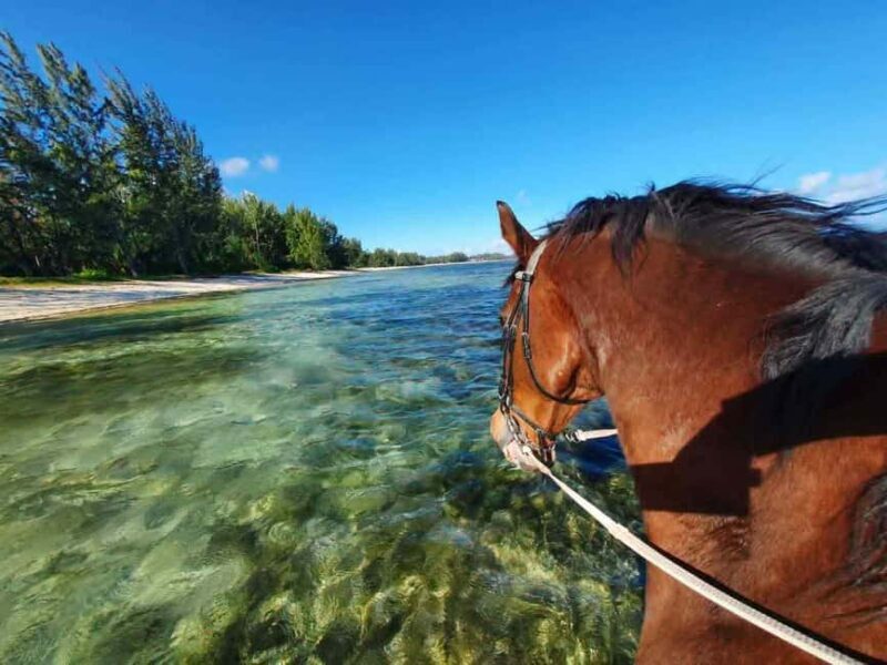 Mauritius: Horse riding on the deserted beach of Riambel - The Sum Up: Who Will Love This Tour?