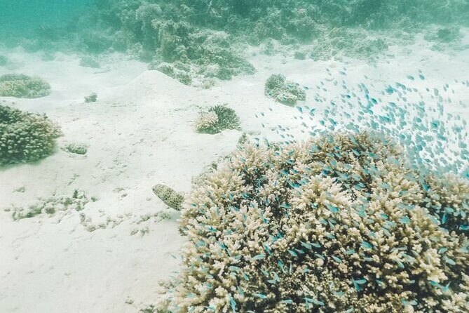 Mauritius : Ile Aux Cerfs 3 islands Speed Boat Trip with BBQ - The Sum Up