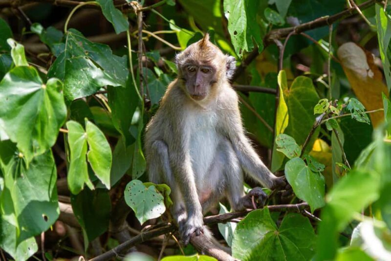 Mauritius Ile aux cerfs PRIVATE BOAT - Discovering Mauritius’ Ile aux Cerfs on a Private Boat