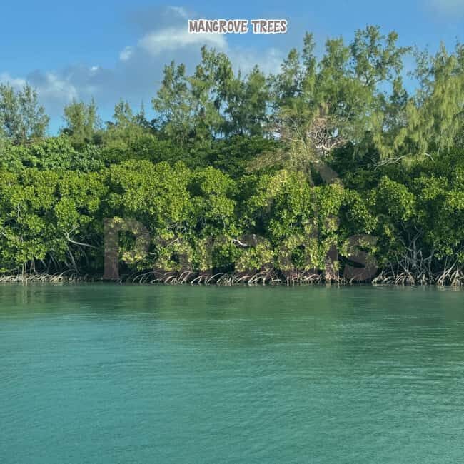Mauritius: Ile aux Cerfs Speedboat Tour with Lunch & Drinks - Key Points