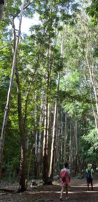Mauritius National Park: Discover the Island as It Once Was - The Sum Up